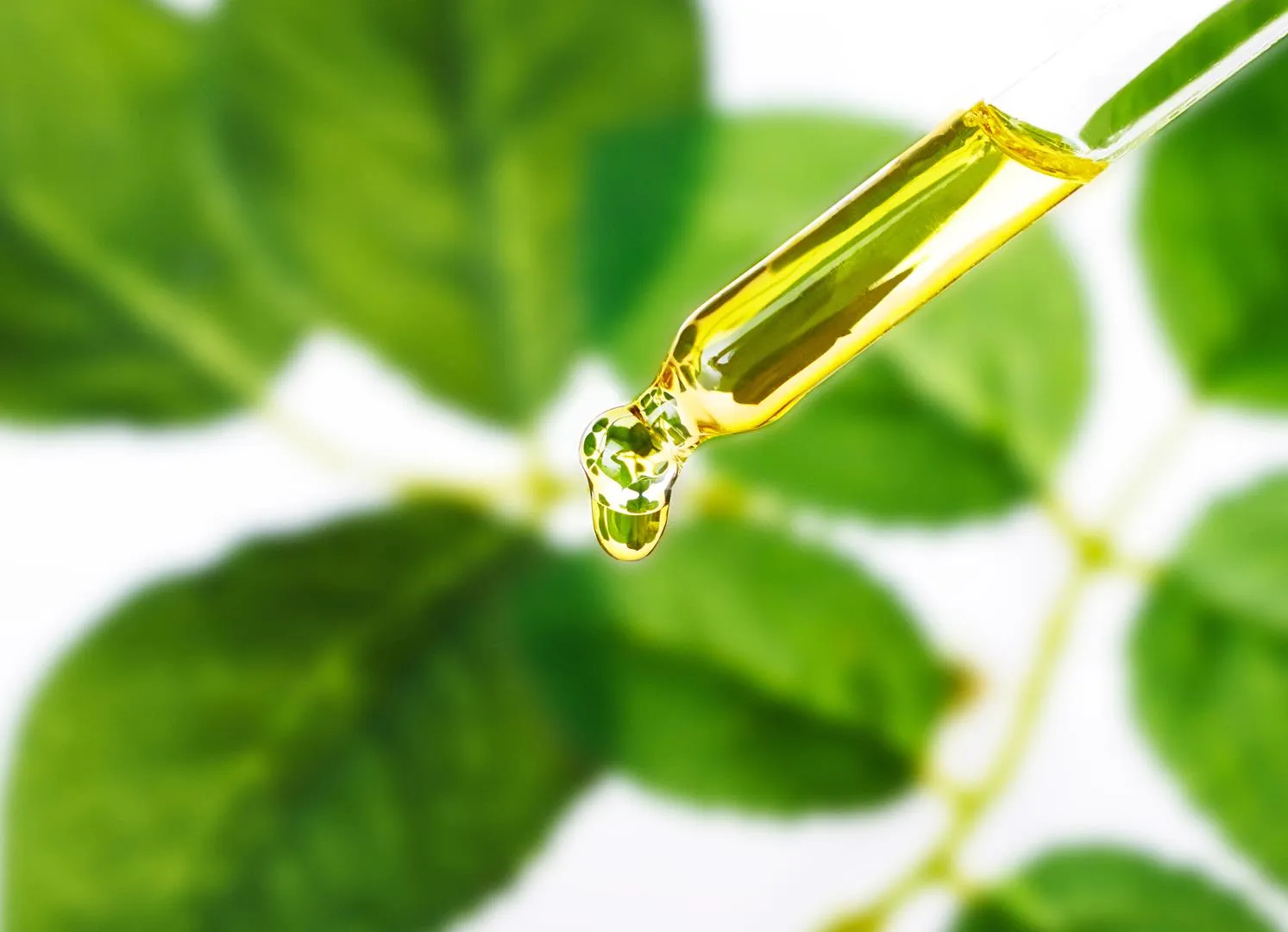 Organische Essenz. Ätherisches Öl Hautpflege, alternative Medizin.