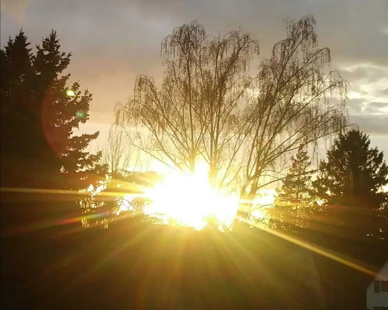 Tabea-Coachhing- untergehende Sonne, die hinter Bäumen scheint