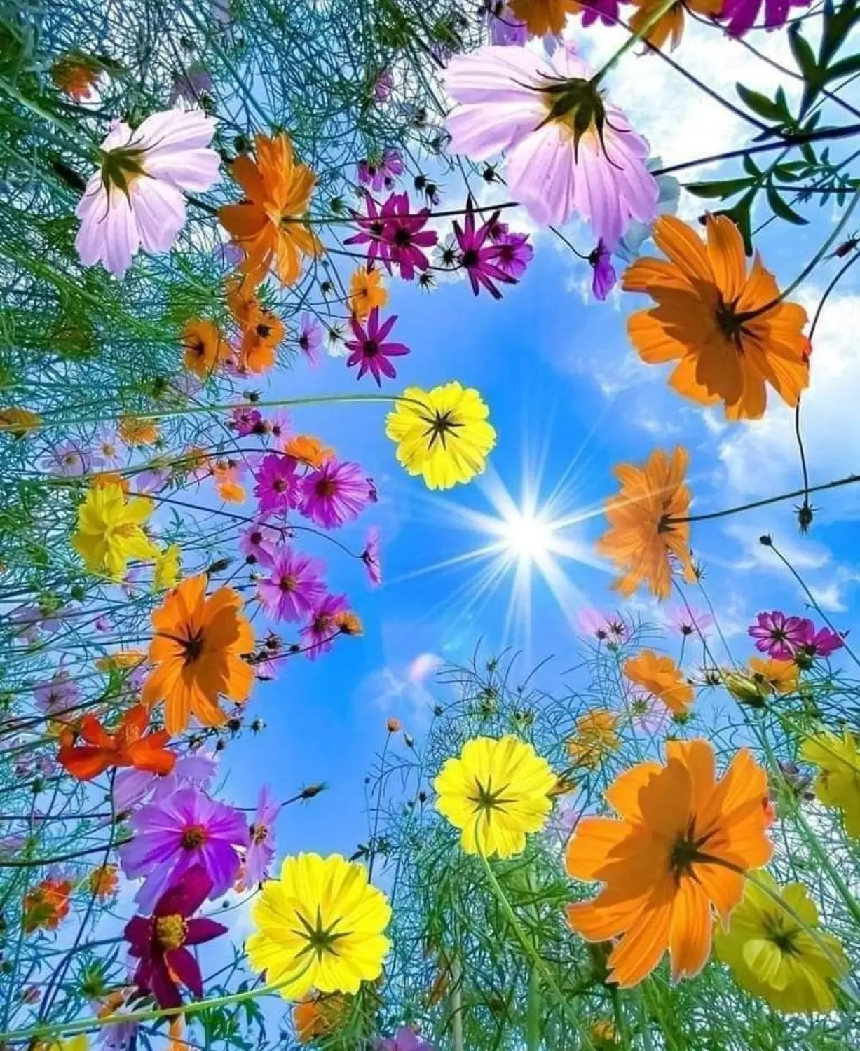 Tabea-Coaching – Luftaufnahme von Sonne und Himmel durch Blumen